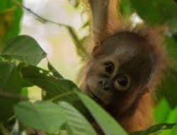 Menelusuri Dusun Pulo Picis, Terisolasi dari Klaten, Dikelilingi oleh Sukoharjo