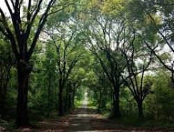 Inilah Pesona Wisata Alas Kethu Wonogiri, Tempat Healing Sejuk Dan Rindang