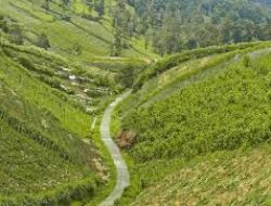 Panorama Ciamik Wisata Bukit Kinasih Boyolali Yang Hijau dan Asri