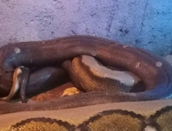 Kisah Mistis Makam Menyeramkan di Boyolali, Dihuni Oleh Ular Raksasa