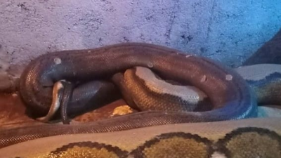 Kisah Mistis Makam Menyeramkan di Boyolali, Dihuni Oleh Ular Raksasa