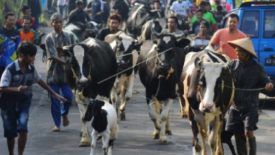 Tradisi Unik di Boyolali setiap bulan syawal