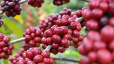 Kopi Excelsa Boyolali dengan cita rasa yang unik