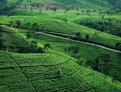 Kebun Teh Kemuning Beragam Aktivitas Seru, Tempat Bersantai Akhir Pekan di Karanganyar