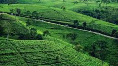 Kebun Teh Kemuning Beragam Aktivitas Seru, Tempat Bersantai Akhir Pekan di Karanganyar