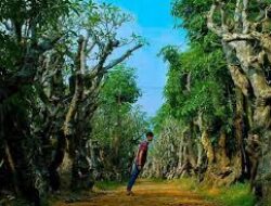 Taman Kamboja Memiliki Pesona Hutan Kota Unik, Destinasi Lokal Rasa Afrika di Klaten