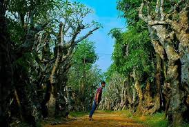 Taman Kamboja di KLaten ini memliki pesona hutan kota yang unik.
