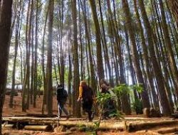 Hutan Pinus Mangunan Sebuah Keajaiban Alam, Menyejukkan Jiwa dan Ragamu
