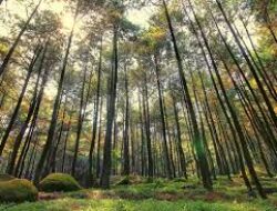 Wisata Hutan Pinus Jogja Sangat Sejuk dan Banyak Spot Foto Instagramable
