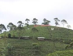 Wisata Bukit Ganduman di Jenawi Karanganyar, Hadirkan Spot Foto Instagramable