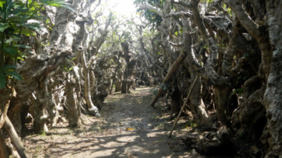 Hutan Kamboja di Klaten yang kelihatan mistis namun terkesan eksotis