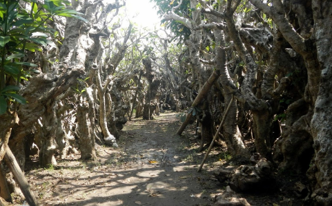 Hutan Kamboja di Klaten yang kelihatan mistis namun terkesan eksotis