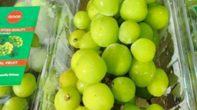 Anggur Shine muscat yang terpapar residu pestisida