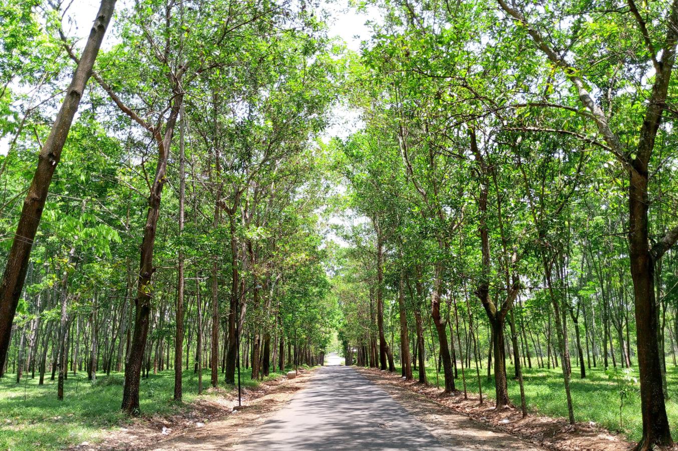 Alas Karet Pulokartoderetan pohon karet yang tertata rapi dan menciptakan pemandangan alam yang eksotis.