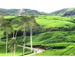 Kebun Teh Kemuning Tempat Syahdu untuk Healing, Wisata Hits di Karanganyar