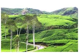 Kebun Teh Kemuning menjadi tempat syahdu untuk healing