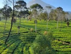 Kebun Teh Tambi Jadi Wisata Peninggalan Belanda, Dari Tahun 1865 Dan Situs Keramat
