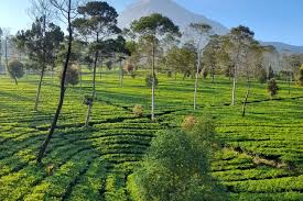 Kebun Teh Tambi merupakan wisata peninggalan Belanda.