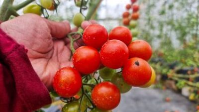 Sukuh Gesang Ecofarm menjadi pilihan yang tepat untuk anda dan keluarga.