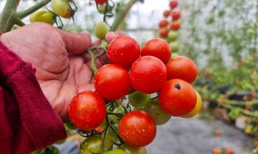 Sukuh Gesang Ecofarm menjadi pilihan yang tepat untuk anda dan keluarga.