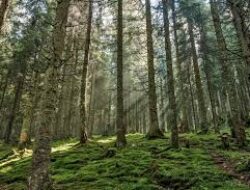 Keasrian Alam Hutan Pinus Amora , Wisata Murah Meriah Pas buat Ngadem