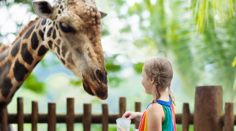 Solo Safari destinasi wisata keluarga yang populer