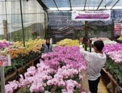 Wisata Sewu Kembang Suguhkan Ribuan Tanaman Hias, Penuh Pesona Flora dan Budaya