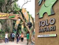 Wisata Edukasi Satwa Petualangan Baru di Solo Safari, Punya Koleksi Satwa dan Ragam Menarik