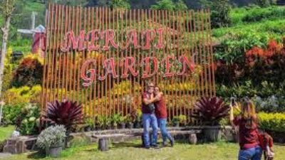 Merapi Garden merupakan keindahan taman bunga yang berlatar gunung merapi yang megah dan memukau.