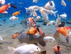 Libur Lebaran Idul Fitri Wajib Pergi ke Tempat Wisata Umbul di Klaten