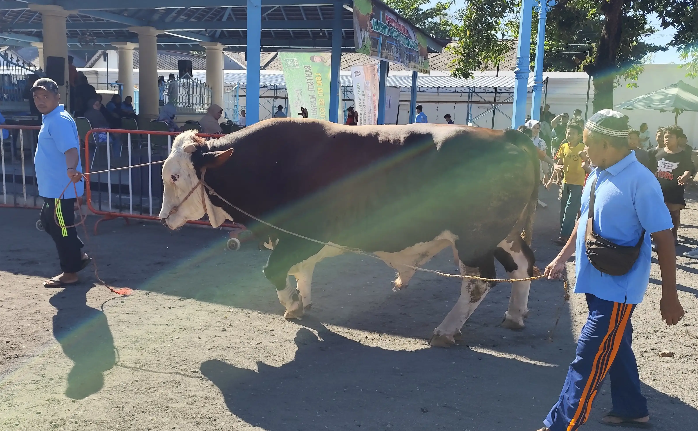 Sapi Kurban Presiden Prabowo