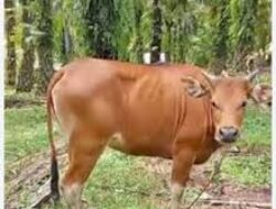 Sapi Menjadi Pilihan Hewan Kurban di Sragen