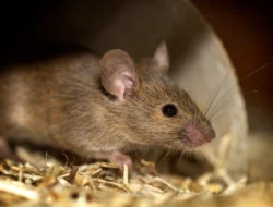 Musim Hujan dan Ancaman Penyakit dari Kencing Tikus