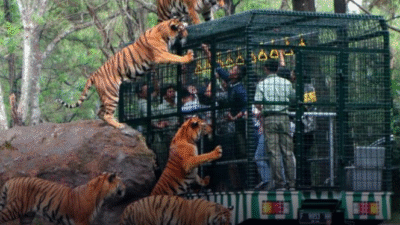 Roadshow IAPVC 2025 Dimulai