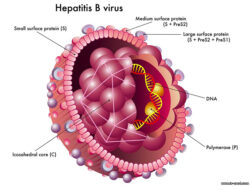 6 Sampai 7 Juta Warga Indonesia Terinfeksi Hepatitis B