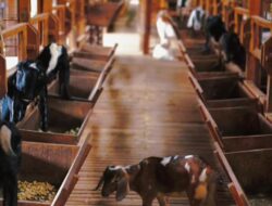 Pembiakan kambing Pilihan Program 