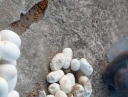 Kobra Jawa Raksasa dan 40 Telur Terkuak di Warung Bakso Mlese Klaten