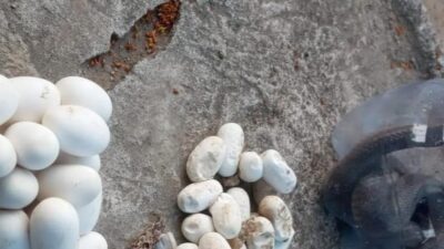 Kobra Jawa Raksasa dan 40 Telur Terkuak di Warung Bakso Mlese Klaten
