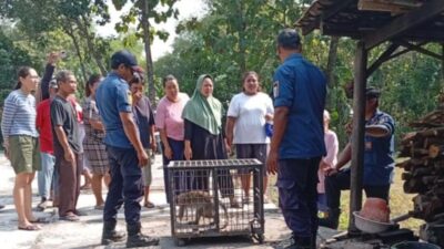 Selama Dua Pekan Warga Resah, Seekor Monyet Akhirnya Ditangkap