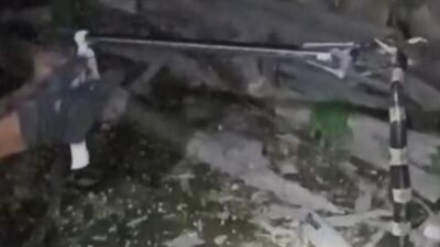 Kembali Ditemukan: Seekor Kobra dan Ular Welang di Desa Mlese, Klaten