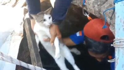 Aksi Heroik Damkar Klaten Selamatkan Kucing Persia dari Dalam Sumur