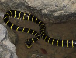 Kenari Kesayangan Raib, Sukarjo asal Banyumas Syok Menemukan Ular Cincin Emas di Kandang