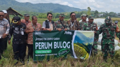 Bulog Tegal Kontrol Panen Raya