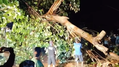 Angin Kencang Kembali Landa Klaten, Sejumlah Pohon Tumbang