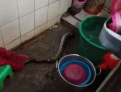 Banjir Terungkap: Ular Sanca 3 Meter Ngumpet di Selokan Warga Sukoharjo