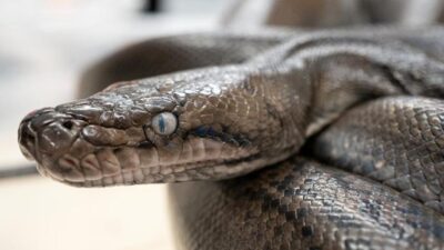 Petani di Buton Selatan Tewas Dililit Piton Raksasa Panjang 7 Meter