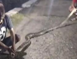 Piton 4 Meter Makan Ayam di Kandang, Damkar Klaten Evakuasi