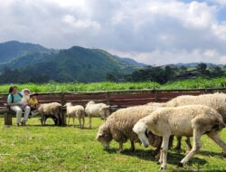 Edukasi Interaktif, Kunjungi Wisata Banyumas Menggala Ranch!