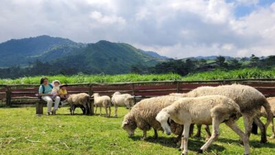 Edukasi Interaktif, Kunjungi Wisata Banyumas Menggala Ranch!