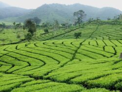Mengintip Kesejukan di Wisata Karanganyar Kebun Teh Kemuning!